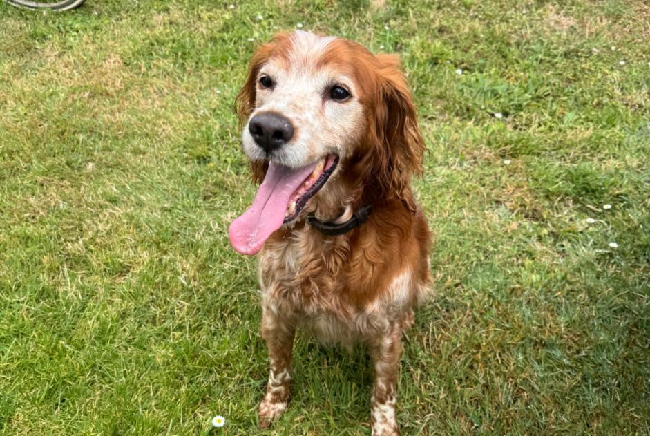 Alerte Découverte Chien  Inconnu Sarzeau France