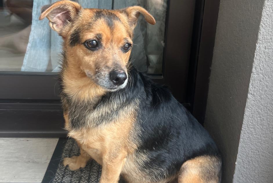 Avviso Ritrovamento Cane incrocio di razze  Maschio Le Bono Francia