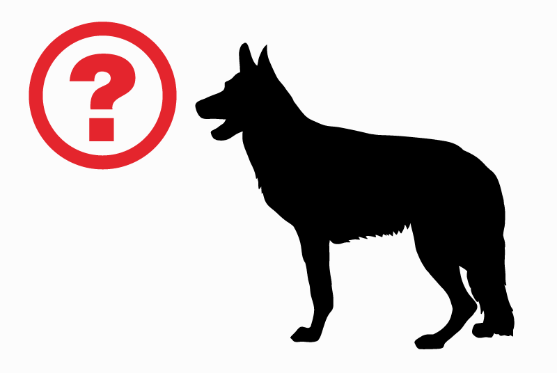 Alerte Découverte Chien croisement  Femelle Saint-Jacut-les-Pins France